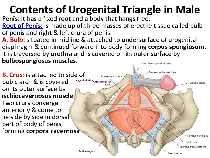 Contents of Urogenital Triangle in Male Penis: It has a fixed root and a