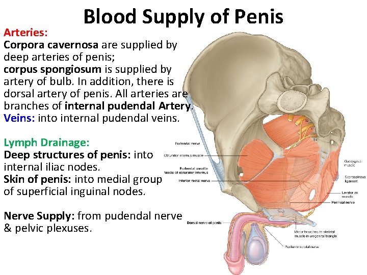 Blood Supply of Penis Arteries: Corpora cavernosa are supplied by deep arteries of penis;