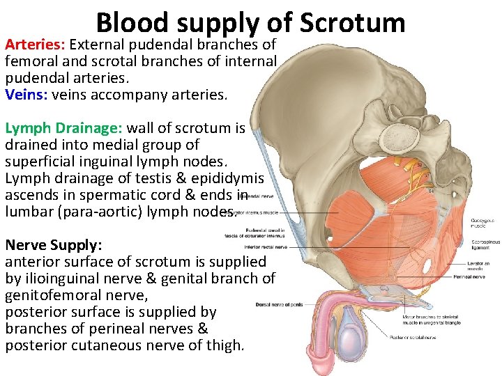 Blood supply of Scrotum Arteries: External pudendal branches of femoral and scrotal branches of