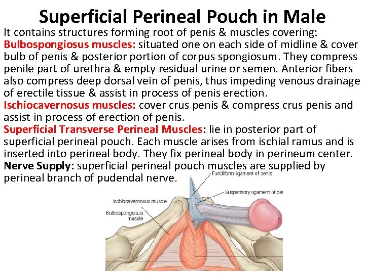 Superficial Perineal Pouch in Male It contains structures forming root of penis & muscles