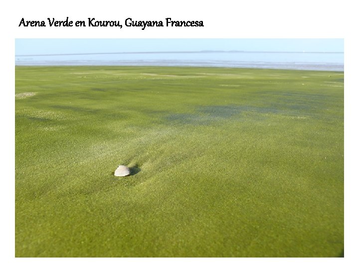 Arena Verde en Kourou, Guayana Francesa 