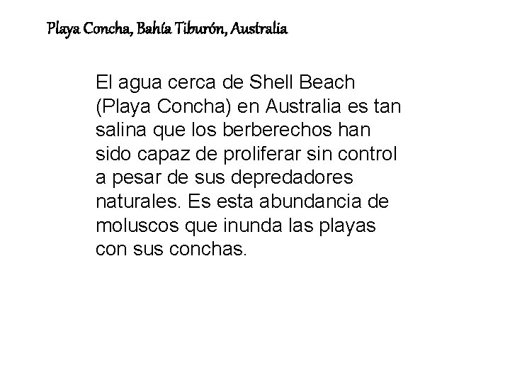 Playa Concha, Bahía Tiburón, Australia El agua cerca de Shell Beach (Playa Concha) en