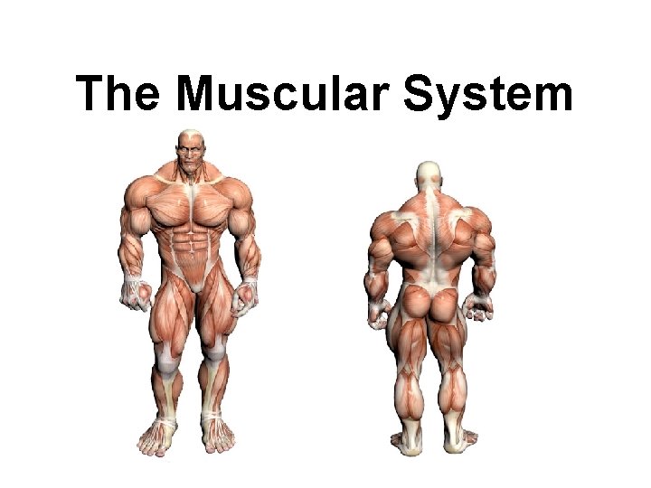 The Muscular System 