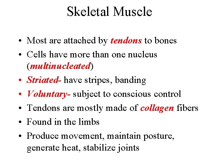 Skeletal Muscle • Most are attached by tendons to bones • Cells have more