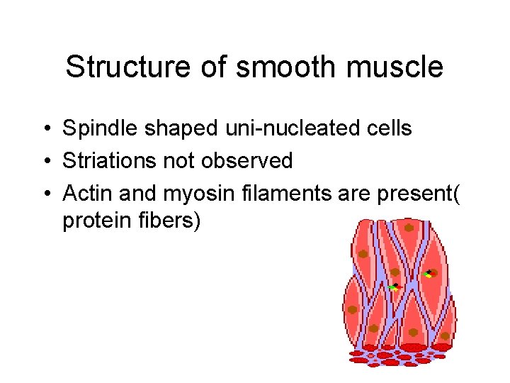 Structure of smooth muscle • Spindle shaped uni-nucleated cells • Striations not observed •