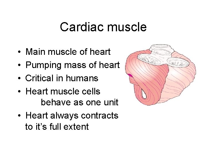 Cardiac muscle • • Main muscle of heart Pumping mass of heart Critical in