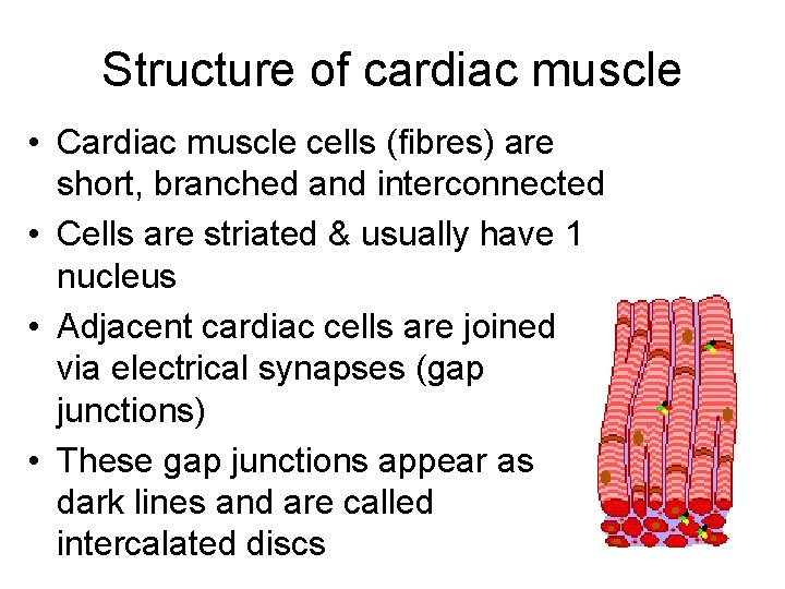 Structure of cardiac muscle • Cardiac muscle cells (fibres) are short, branched and interconnected