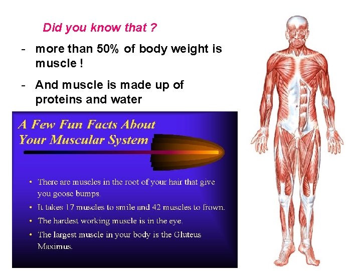 Did you know that ? - more than 50% of body weight is muscle