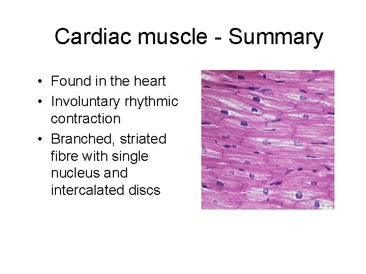 Cardiac muscle - Summary • Found in the heart • Involuntary rhythmic contraction •