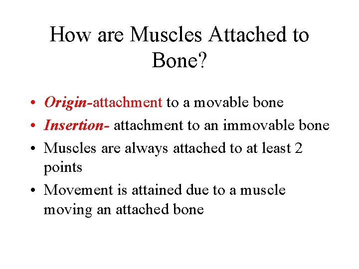 How are Muscles Attached to Bone? • Origin-attachment to a movable bone • Insertion-