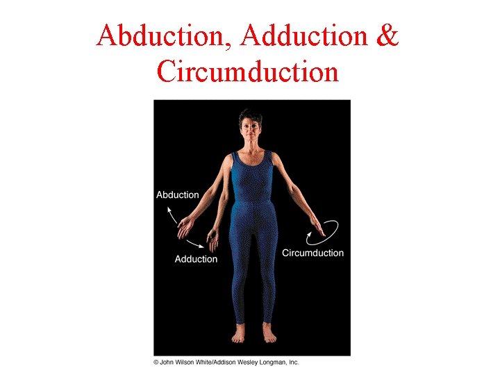 Abduction, Adduction & Circumduction 