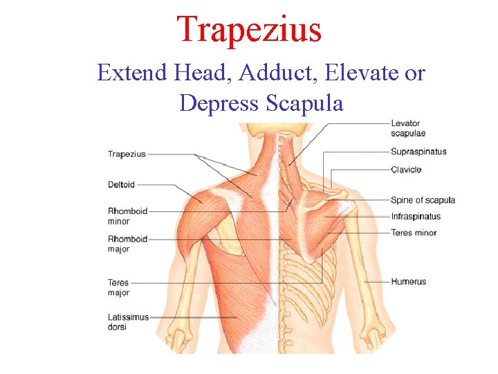 Trapezius Extend Head, Adduct, Elevate or Depress Scapula 