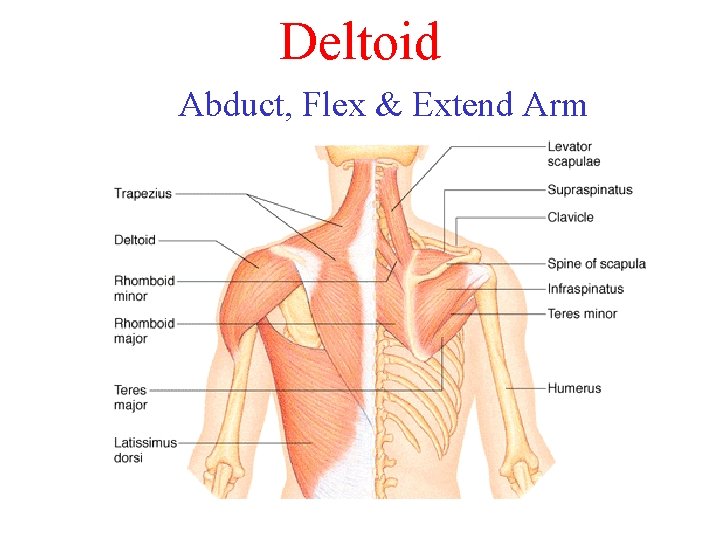Deltoid Abduct, Flex & Extend Arm 