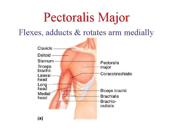 Pectoralis Major Flexes, adducts & rotates arm medially 