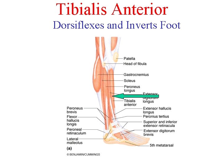 Tibialis Anterior Dorsiflexes and Inverts Foot 
