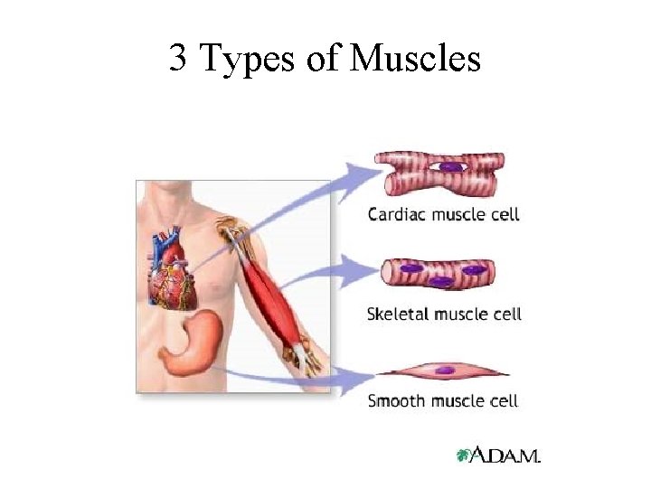 3 Types of Muscles 