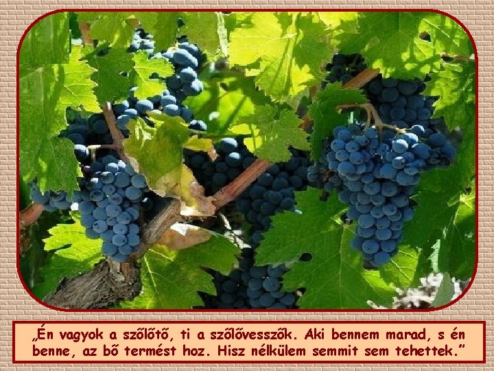 „Én vagyok a szőlőtő, ti a szőlővesszők. Aki bennem marad, s én benne, az