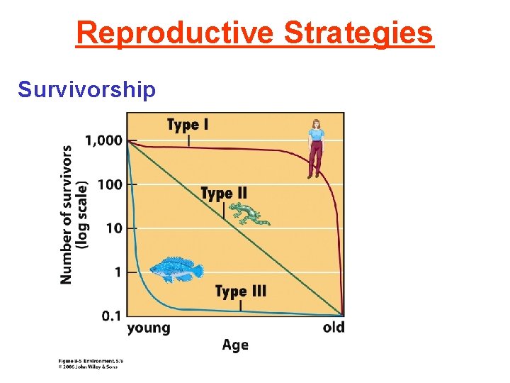 Reproductive Strategies Survivorship 