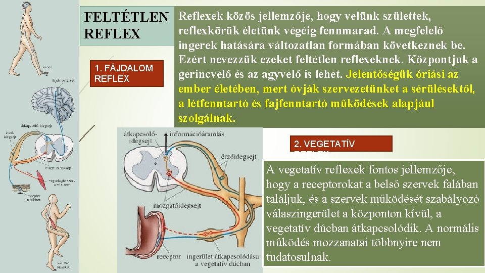 FELTÉTLEN Reflexek közös jellemzője, hogy velünk születtek, reflexkörük életünk végéig fennmarad. A megfelelő REFLEX