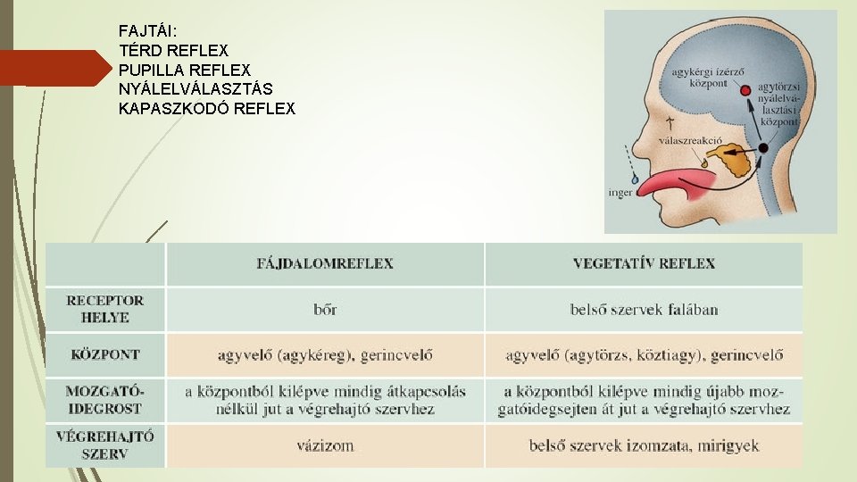 FAJTÁI: TÉRD REFLEX PUPILLA REFLEX NYÁLELVÁLASZTÁS KAPASZKODÓ REFLEX 