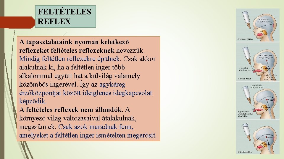 FELTÉTELES REFLEX A tapasztalataink nyomán keletkező reflexeket feltételes reflexeknek nevezzük. Mindig feltétlen reflexekre épülnek.