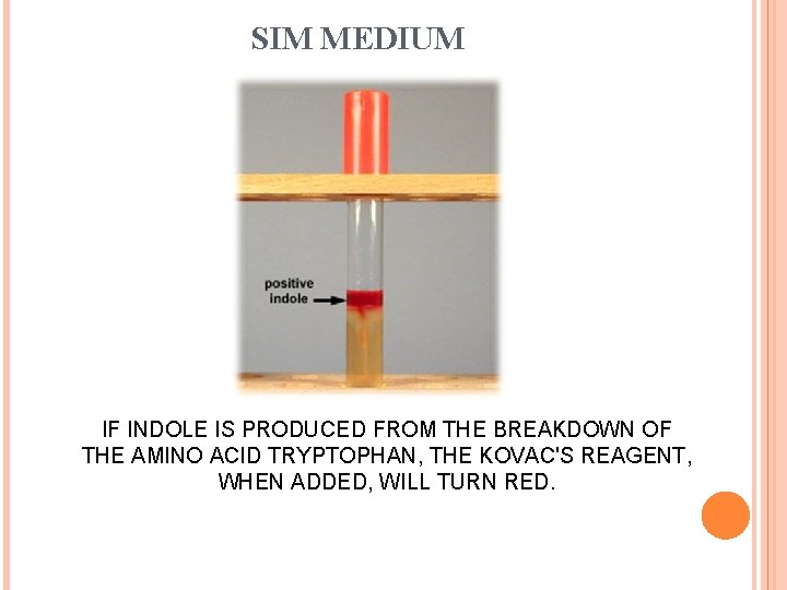 SIM MEDIUM IF INDOLE IS PRODUCED FROM THE BREAKDOWN OF THE AMINO ACID TRYPTOPHAN,