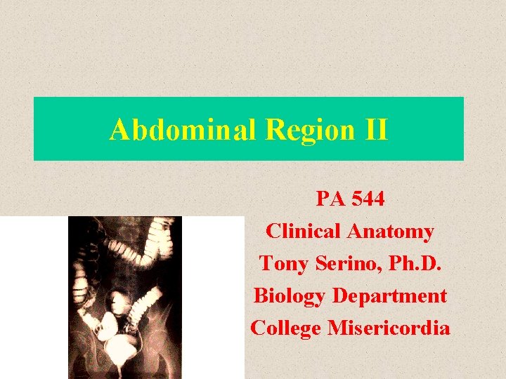 Abdominal Region II PA 544 Clinical Anatomy Tony Serino, Ph. D. Biology Department College