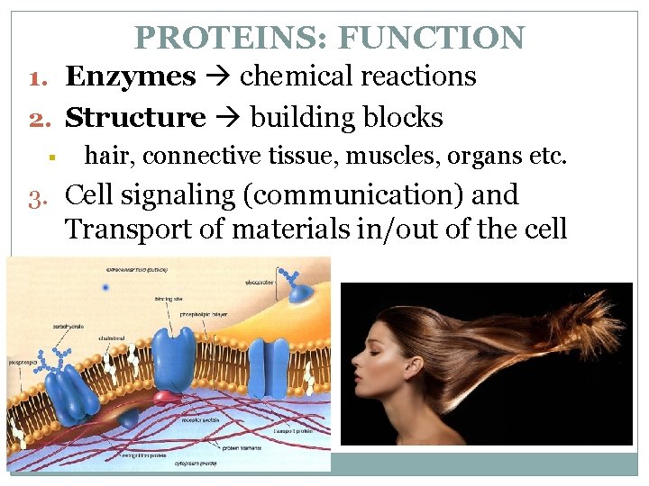 PROTEINS: FUNCTION 1. Enzymes chemical reactions 2. Structure building blocks § hair, connective tissue,