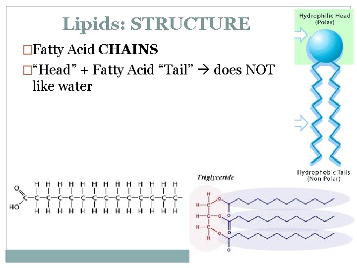 Lipids: STRUCTURE �Fatty Acid CHAINS �“Head” + Fatty Acid “Tail” does NOT like water