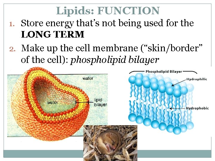 Lipids: FUNCTION 1. Store energy that’s not being used for the LONG TERM 2.