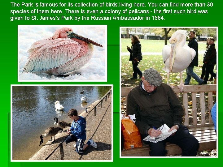 The Park is famous for its collection of birds living here. You can find