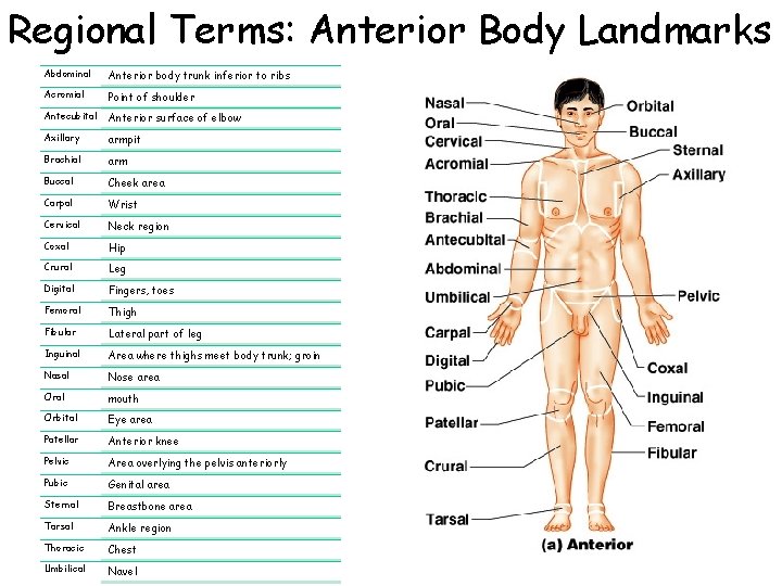 Regional Terms: Anterior Body Landmarks Abdominal Anterior body trunk inferior to ribs Acromial Point