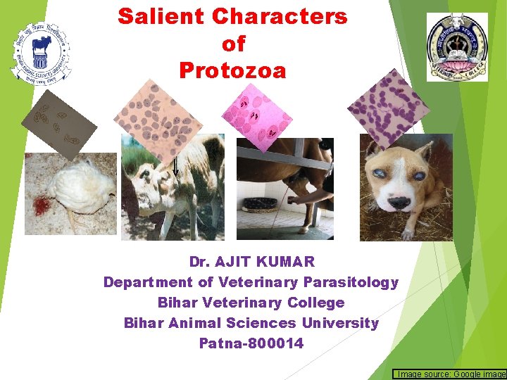 Salient Characters of Protozoa Dr. AJIT KUMAR Department of Veterinary Parasitology Bihar Veterinary College