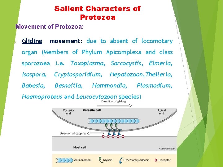 Salient Characters of Protozoa Movement of Protozoa: o Gliding movement: due to absent of