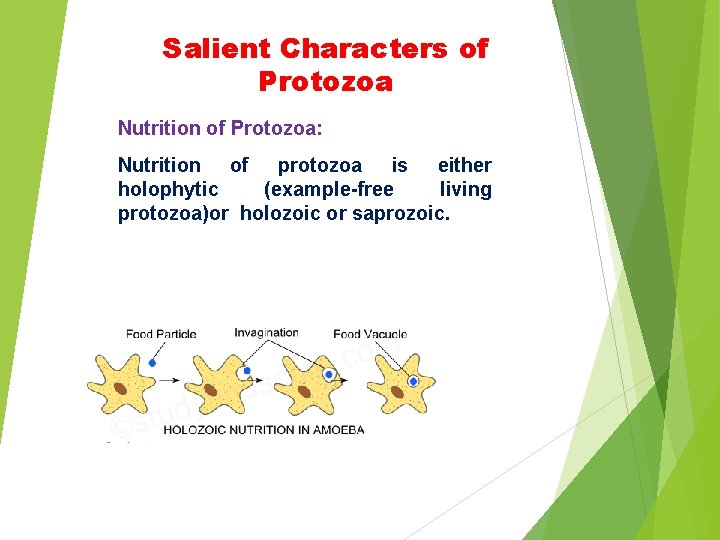Salient Characters of Protozoa Nutrition of Protozoa: Nutrition of protozoa is either holophytic (example-free