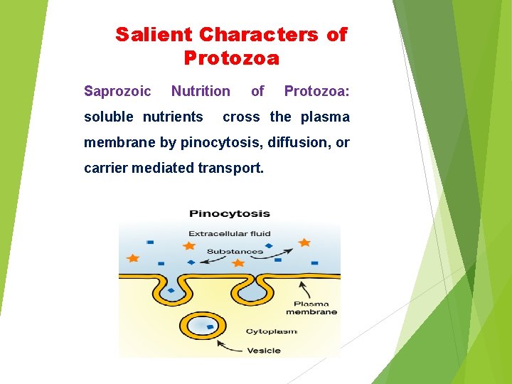 Salient Characters of Protozoa Saprozoic Nutrition soluble nutrients of Protozoa: cross the plasma membrane