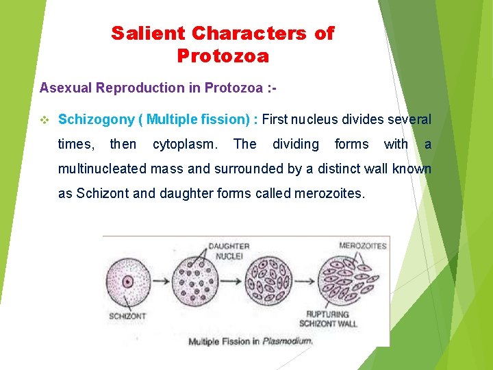 Salient Characters of Protozoa Asexual Reproduction in Protozoa : v Schizogony ( Multiple fission)