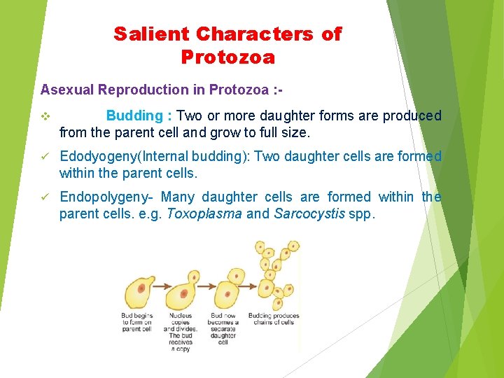 Salient Characters of Protozoa Asexual Reproduction in Protozoa : v Budding : Two or