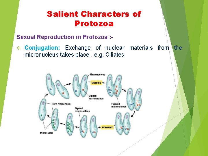 Salient Characters of Protozoa Sexual Reproduction in Protozoa : v Conjugation: Exchange of nuclear