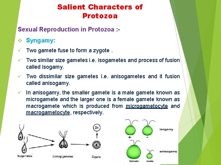 Salient Characters of Protozoa Sexual Reproduction in Protozoa : v Syngamy: ü Two gamete