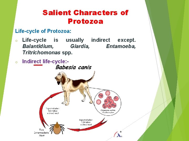 Salient Characters of Protozoa Life-cycle of Protozoa: o Life-cycle is usually indirect except. Balantidium,