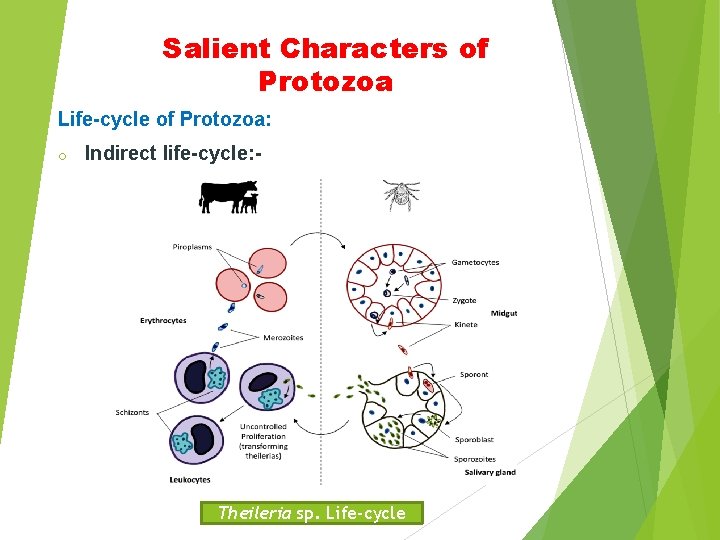 Salient Characters of Protozoa Life-cycle of Protozoa: o Indirect life-cycle: - Theileria sp. Life-cycle