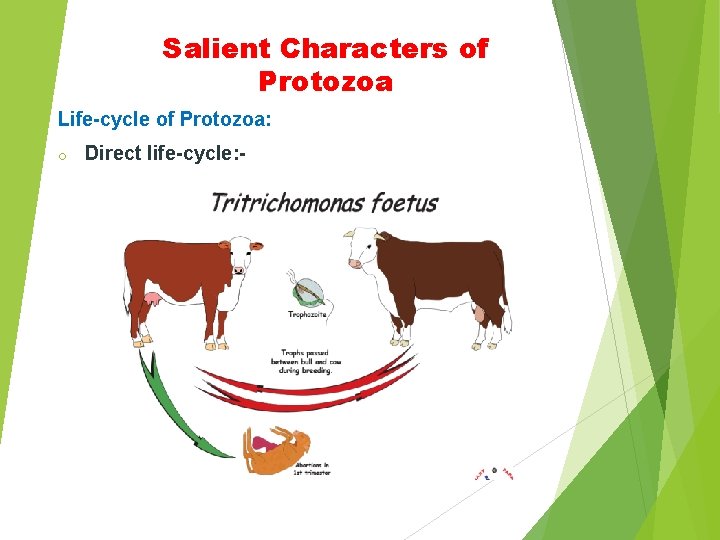 Salient Characters of Protozoa Life-cycle of Protozoa: o Direct life-cycle: - 