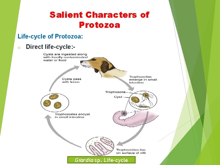 Salient Characters of Protozoa Life-cycle of Protozoa: o Direct life-cycle: - Giardia sp. Life-cycle