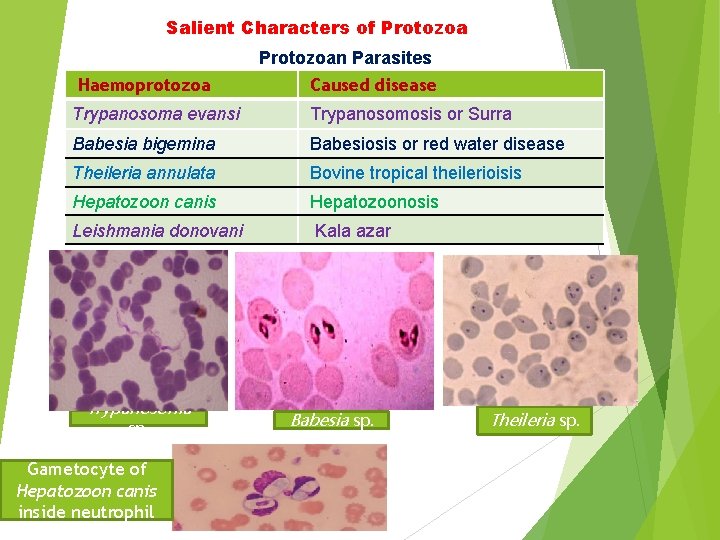 Salient Characters of Protozoan Parasites Haemoprotozoa Caused disease Trypanosoma evansi Trypanosomosis or Surra Babesia