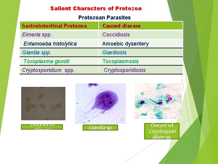Salient Characters of Protozoan Parasites Gastrointestinal Protozoa Caused disease Eimeria spp. Coccidiosis Entamoeba histolytica