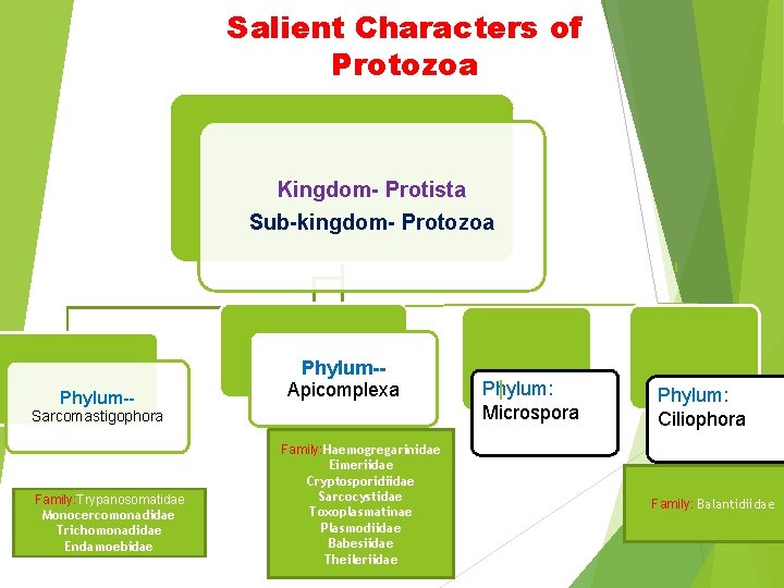 Salient Characters of Protozoa Kingdom- Protista Sub-kingdom- Protozoa Phylum-- Phylum-Apicomplexa Sarcomastigophora Family: Trypanosomatidae Monocercomonadidae