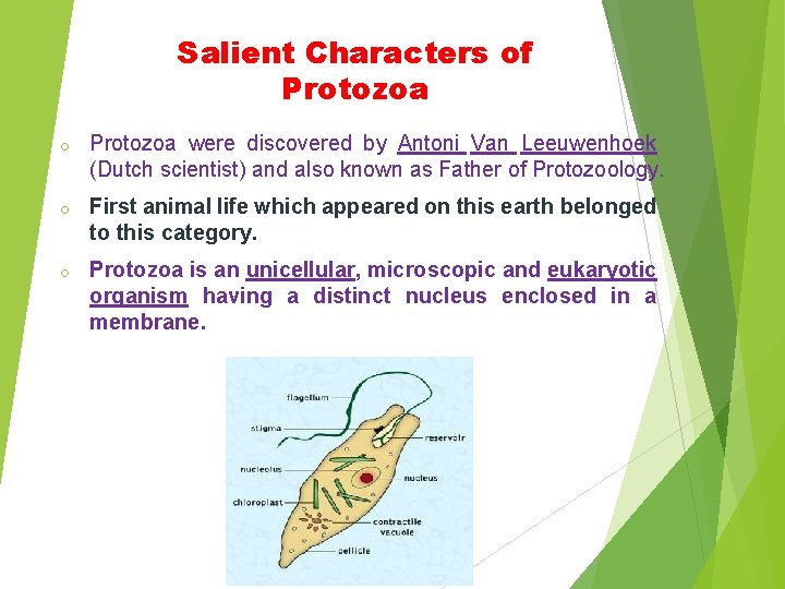 Salient Characters of Protozoa o Protozoa were discovered by Antoni Van Leeuwenhoek (Dutch scientist)