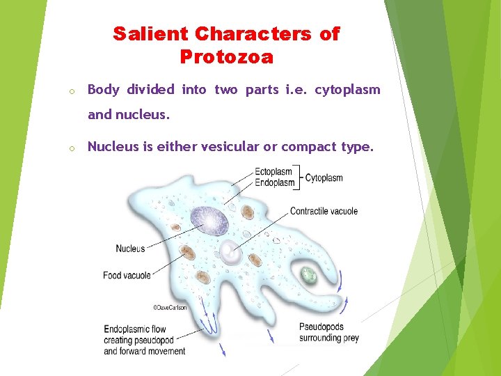 Salient Characters of Protozoa o Body divided into two parts i. e. cytoplasm and
