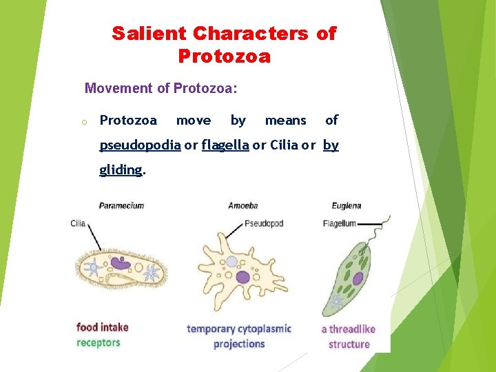 Salient Characters of Protozoa Movement of Protozoa: o Protozoa move by means of pseudopodia